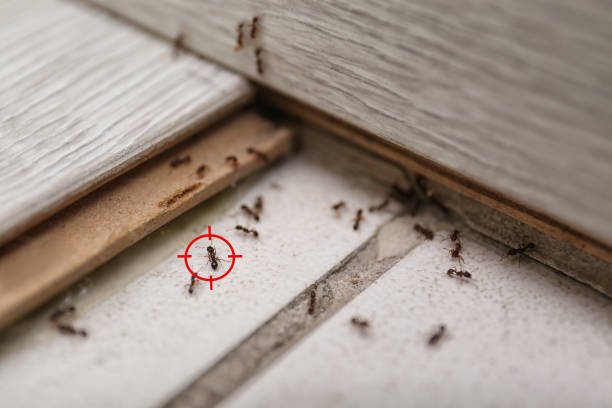 Best Commercial Pest Control Services  in , CT
